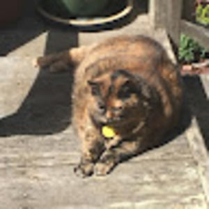 Meet your Posher, Sally